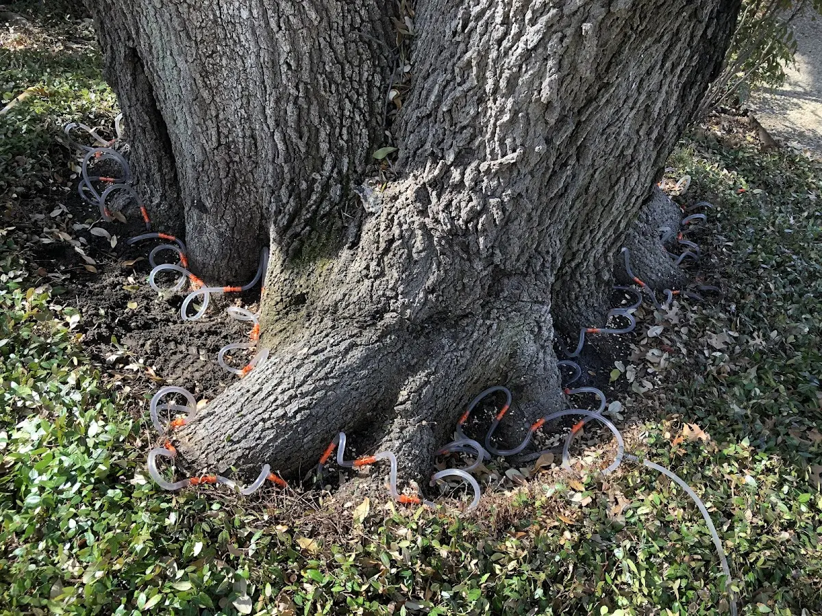 Detailed Tree Cabling and Bracing job site in Arcola